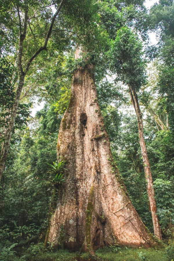 Wasai Tambopata Villa Bagian luar foto